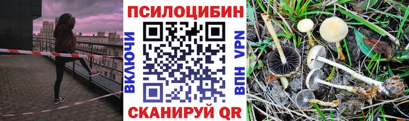 Псилоцибиновые грибы Psilocybe  Боготол 
